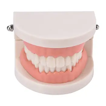 Pro Pieaugušo Mazulis Balti Zobi Standarta Zobu Mācību Studiju Typodont Demonstrācijas Mutvārdu Medicīnisko Izglītību Zobu Modelis Rīks